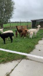 Alpaca kudde merrie, Dieren en Toebehoren, Oktober, Meerdere dieren