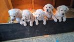 2 blonde labrador pups te koop, Reu, Meerdere, Nederland, Fokker | Hobbymatig