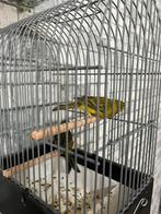 Een koppel groen agaat, Meerdere dieren, Parkiet