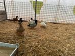 Kwakers gezocht, Dieren en Toebehoren, Pluimvee, Vrouwelijk, Eend
