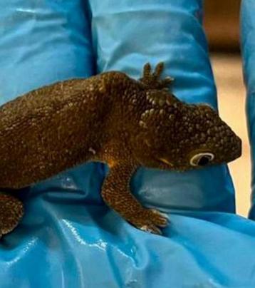 Eurydactylodes agricolae pet only beschikbaar voor biedingen