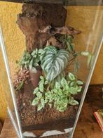 Terrarium, Dieren en Toebehoren, Reptielen en Amfibieën | Toebehoren, Ophalen, Zo goed als nieuw