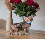 Bengaal kittens met stamboom, Meerdere dieren, Gechipt