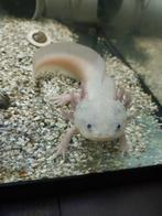 Axlotle + aquarium, Dieren en Toebehoren, Amfibie, Tam, 0 tot 2 jaar