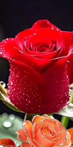 Tuinman aangeboden, Ophalen of Verzenden