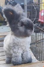 Raszuiver Engels Angora rammetje, Dieren en Toebehoren, Mannelijk, Middelgroot