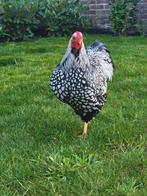 Jonge wyandotte haan zilver zwart gezoomd. Redelijk handtam, Dieren en Toebehoren, Pluimvee, Mannelijk, Kip