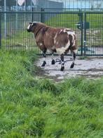 Mooie bonte dekram, Dieren en Toebehoren, Schapen, Geiten en Varkens, Mannelijk, Schaap, 0 tot 2 jaar