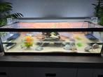 Aquarium met 3 muskusschildpadden, Dieren en Toebehoren, Reptielen en Amfibieën, Schildpad, 0 tot 2 jaar