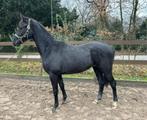 Bijzonder mooi gefokte jaarling hengst Kaygo X Painted Black, Gechipt, Dressuurpaard, 0 tot 2 jaar, Hengst