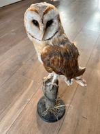 Getagde opgezette kerkuil (Tyto alba), Ophalen of Verzenden, Zo goed als nieuw, Vogel, Opgezet dier