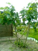 Gezocht Gratis vijgenboom Appelboom etc., Volle zon, Verzenden, Overige soorten, 100 tot 250 cm