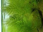 Aquarium planten  hoornblad, Ophalen of Verzenden, Zo goed als nieuw, Plant(en), Steen of Hout