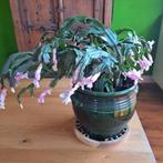 Lidcactus (roze), Huis en Inrichting, Kamerplanten, Ophalen of Verzenden, Halfschaduw, Minder dan 100 cm