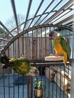 Senagal papegaaien Dushi en Coco zoeken een nieuw huisje, Meerdere dieren, Dwergpapegaai of Agapornis, Geringd