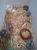 Aangeboden jonge dwerghamsters 6 weken oud, Dieren en Toebehoren, Knaagdieren, Hamster, December, Meerdere dieren, Tam