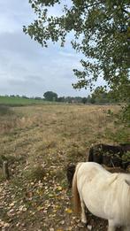Weide gezocht voor begrazing, Dieren en Toebehoren, Stalling en Weidegang