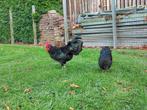 2 trio's australorp kriel zwart, Dieren en Toebehoren, Pluimvee, Meerdere dieren, Kip