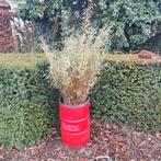 Fargesia murielae Bamboe 100-125cm, Tuin en Terras, Ophalen, Bloeit niet, Overige soorten, Halfschaduw