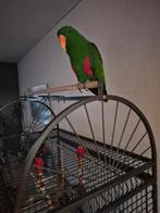 Edelpapagaai tam, Dieren en Toebehoren, Vogels | Parkieten en Papegaaien, Mannelijk, Parkiet