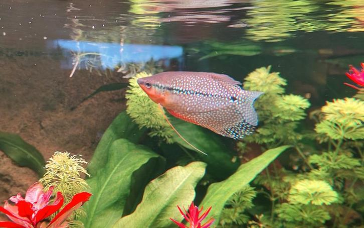 Diamantgoerami man - Trichogaster Leerii, Dieren en Toebehoren, Vissen | Aquariumvissen, Zoetwatervis, Vis