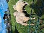 Texelaar schapen en lammeren, Dieren en Toebehoren, Schapen, Geiten en Varkens, Meerdere dieren, Schaap