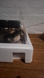 Broedeieren brahma x orpington, Dieren en Toebehoren, Pluimvee, Geslacht onbekend, Kip