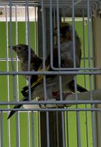 Major putters 2025, Dieren en Toebehoren, Vogels | Overige Vogels, Meerdere dieren, Wildzangvogel, Geringd