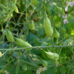 Uit de biologische moestuin: Slangenradijs, zaden., Tuin en Terras, Bloembollen en Zaden, Ophalen of Verzenden, Voorjaar, Halfschaduw