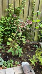 Bio fluweelhortensia / hydrangea villosa anthony bullivant, Ophalen, Overige soorten, Minder dan 100 cm