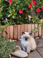 Ragdoll Kittens, Dieren en Toebehoren, Kater, 0 tot 2 jaar