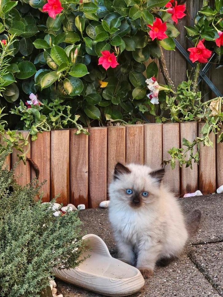 Ragdoll Kittens, Dieren en Toebehoren, Katten en Kittens | Raskatten | Langhaar, Kater, 0 tot 2 jaar