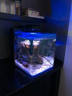 Blue marine reef 60 zeeaquarium& Red sea led 50 / Tunze 9001, Dieren en Toebehoren, Gevuld zeewateraquarium, Zo goed als nieuw