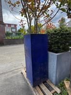 Prachtig hoge bloempotten plus photinia plant, Tuin en Terras, Bloempotten, Ophalen, Gebruikt, 40 cm of meer, Tuin