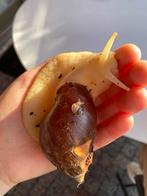 Baby reuzenslakken, Dieren en Toebehoren, Overige soorten, 0 tot 2 jaar