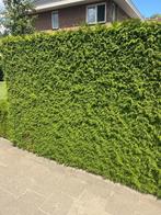 Haagconifeer, Thuja plicata 'Gelderland' 260-280 cm hoog, Ophalen, Conifeer, Haag, 100 tot 250 cm