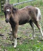 Zwart Bonte NMPRS Hengst Veulen, Hengst