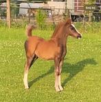 Welsh A (lever)vos jaarling hengst, Dieren en Toebehoren, Pony's, Met stamboom, 0 tot 2 jaar, Hengst, A pony (tot 1.17m)