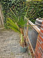 Palmboom in pot - Tropische sfeer, Tuin en Terras, Planten | Bomen, Ophalen, Minder dan 100 cm