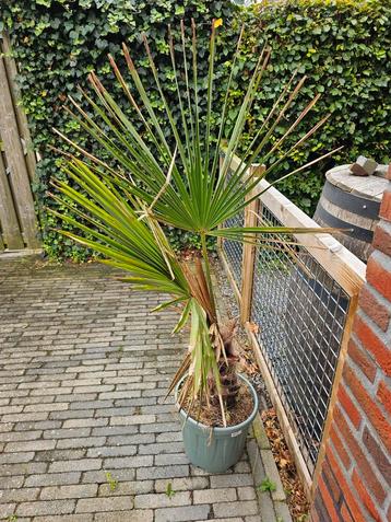 Palmboom in pot - Tropische sfeer beschikbaar voor biedingen