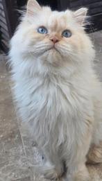 Lieve Leo ter adoptie., Kater, Gechipt