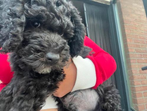 Maltipoo pup, Dieren en Toebehoren, Honden | Chihuahua's en Gezelschapshonden, Reu, Overige rassen, Particulier, Eén hond, Nederland