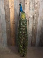 Opgezette pauw op eiken houten postament, Verzamelen, Dierenverzamelingen, Ophalen, Nieuw, Vogel, Opgezet dier