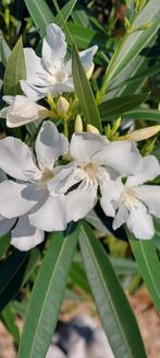 Nerium oleander Soeur Agnes Wit, Tuin en Terras, Ophalen of Verzenden, Zomer, Overige soorten, Halfschaduw