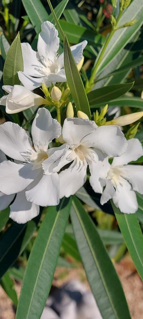 Nerium oleander Soeur Agnes Wit, Tuin en Terras, Planten | Tuinplanten, Overige soorten, Halfschaduw, Zomer, Ophalen of Verzenden