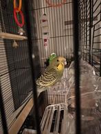 Grasparkiet, parkiet, papegaai +kooi, Meerdere dieren, Parkiet