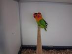 Fischeri  bewezen  koppel    3 jaar oud  niet tam, Dieren en Toebehoren, Vogels | Parkieten en Papegaaien, Meerdere dieren, Dwergpapegaai of Agapornis