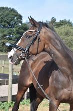 Eyecatcher: correct, goudeerlijk 9 jarige rijpaard, Dieren en Toebehoren, Paarden, Merrie, B, 7 tot 10 jaar, 160 tot 165 cm