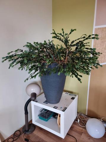 Grote Schlumbergera Kerstcactus beschikbaar voor biedingen