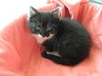 Kleine Kittens, Meerdere dieren, Kortharig, 0 tot 2 jaar